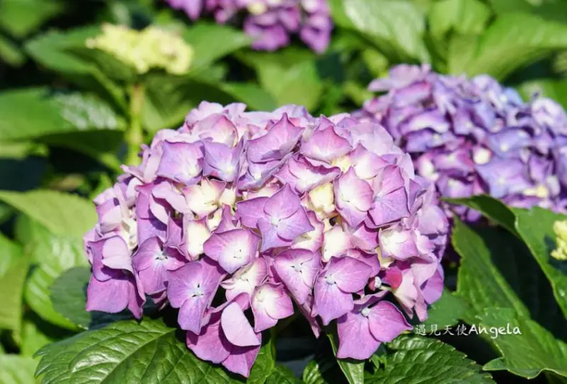窩客 Angela愛旅行 推薦 大賞園海芋園