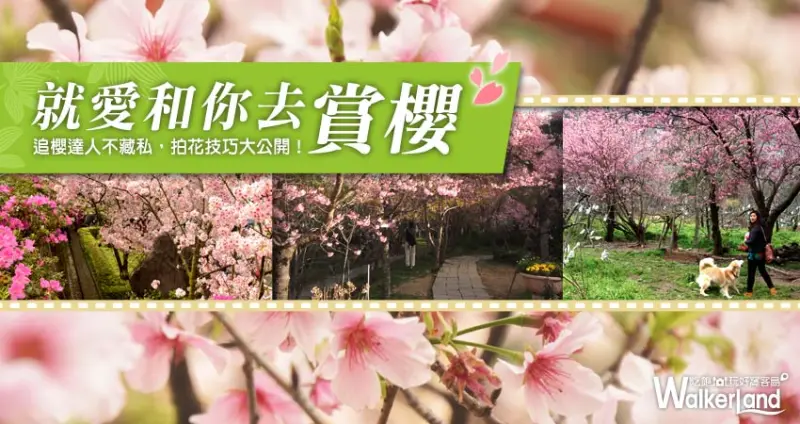 2016櫻花最前線！追櫻達人拍花技巧大公開，一生必去的九個賞櫻景點！