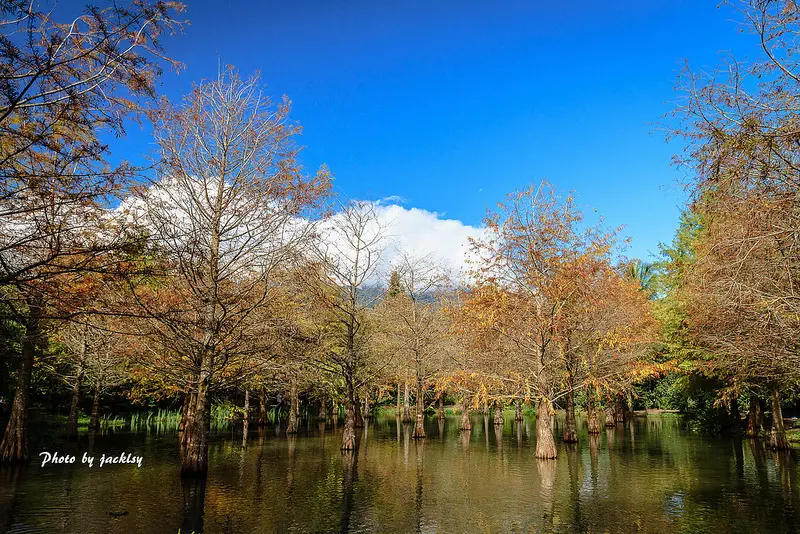 花蓮景點「鈺展落羽松森林」/ 窩客 jacklsy 提供