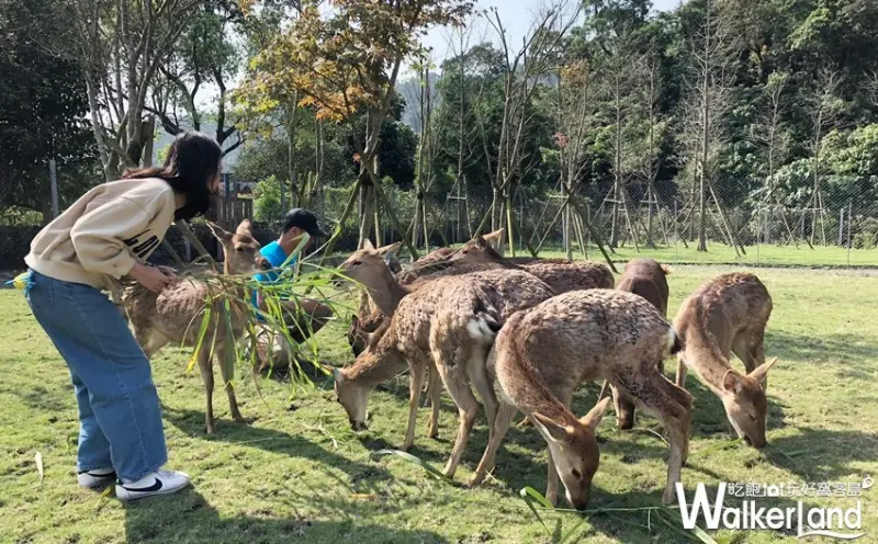 宜蘭斑比山丘 / WalkerLand窩客島整理提供 未經許可不可轉載