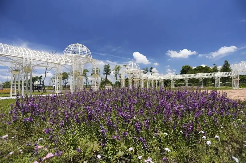 賞花,花季,走春,春節,費茲落公園,2015花在彰化