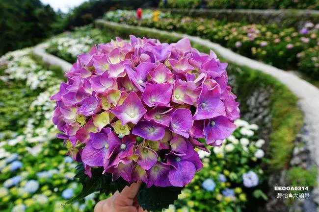 窩客 靜怡 推薦 大梯田花卉生態農場