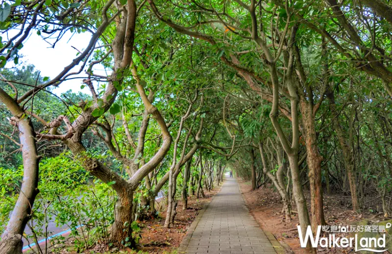 「雙灣自行車道」沿路林道十分的賞心悅目。