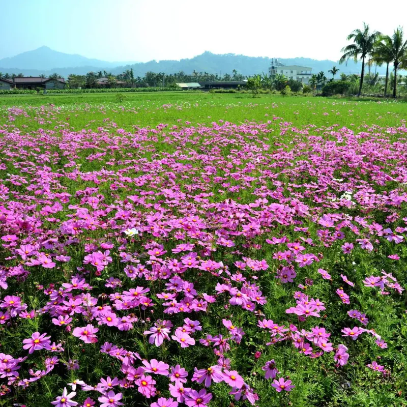 《高雄》美濃花海散策 旗山老街走春點燈囉！
