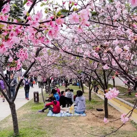 新竹。東區│新竹公園音悅廣場～花見春之祭 喜見櫻花綻～野餐賞櫻趣