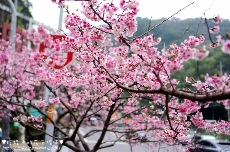 【新北-新店區】花園新城櫻花盛開
