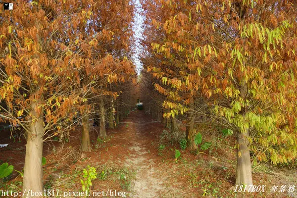 雲林景點「九芎村落羽松秘境」/ 窩客 1817BOX   提供