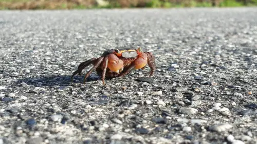 號召「護蟹俠客」！2015綠島低碳生態旅遊計畫，齊心生態保育愛綠島！