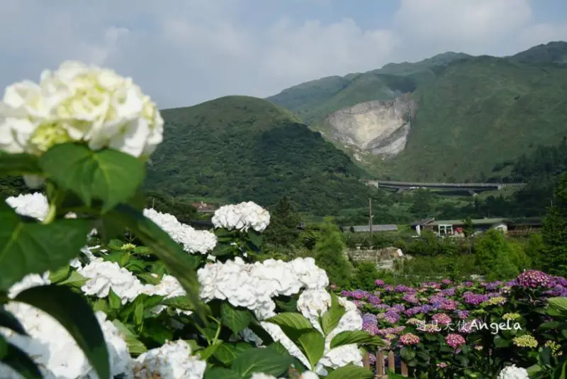 窩客 Angela愛旅行 推薦 大賞園海芋園