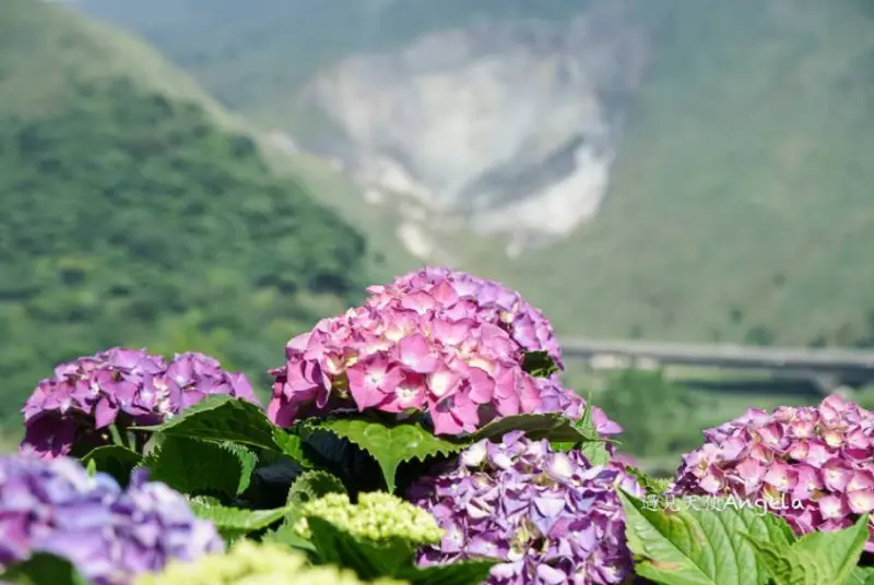 窩客 Angela愛旅行 推薦 大賞園海芋園
