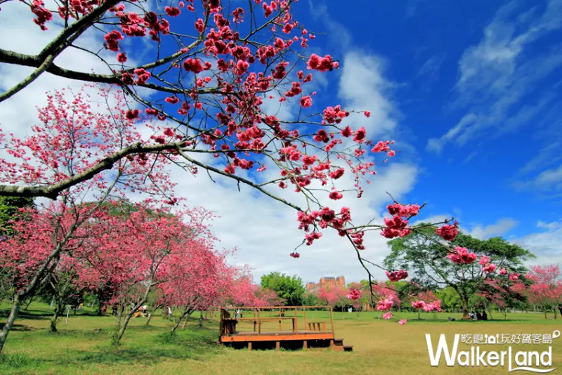 國立暨南國際大學