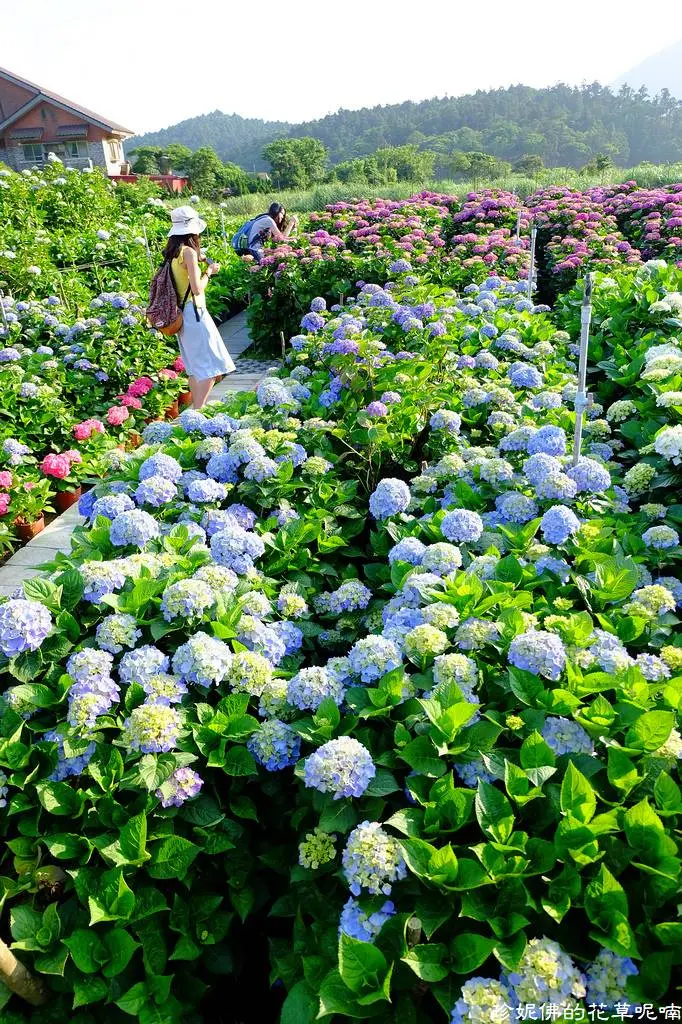 窩客 珍妮佛的花草呢喃 推薦 財福海芋田