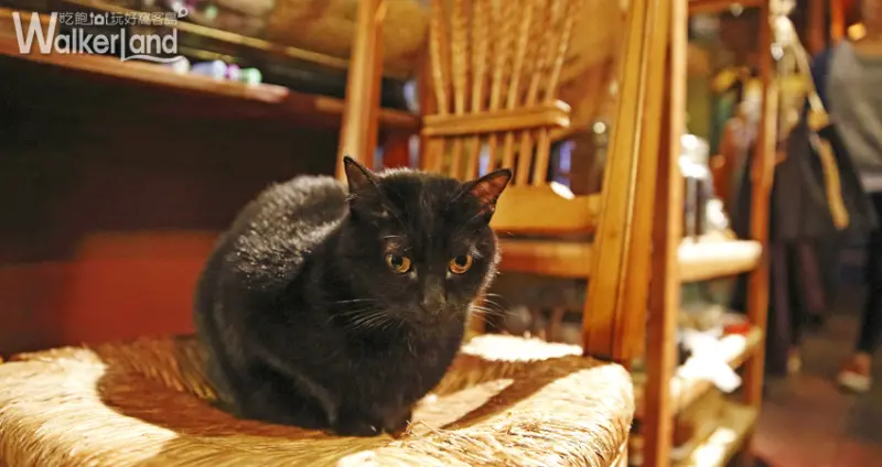 ZABU食堂/咖啡烘培 店貓 貓咪 黑貓