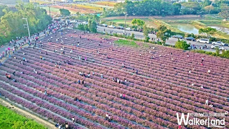 2018桃園花彩節「仙草花花海」 / WalkerLand窩客島提供