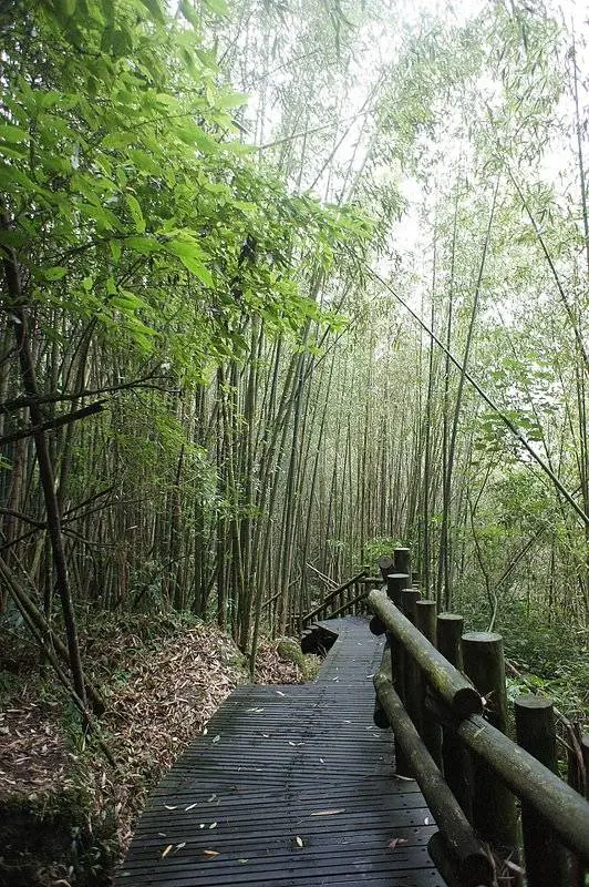 累呼呼的迷糊步道+奮起湖老街